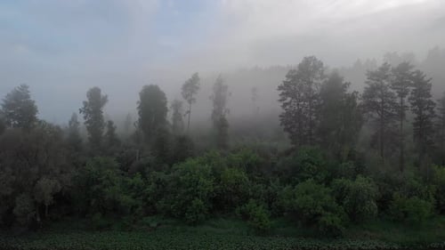 Dense forest in the morning fog