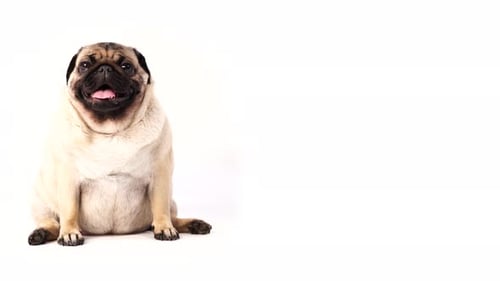 Dog, Pug Sitting and Panting, 1 Year Old, Isolated on White Background