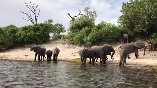 Kleine Herde afrikanischer Elefanten versammelt sich am Flussufer, um zu trinken