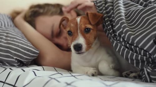 Jack Russell Puppy and Sleeping Woman in Bed