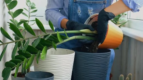 Woman Transplants Houseplant into Grey Pot