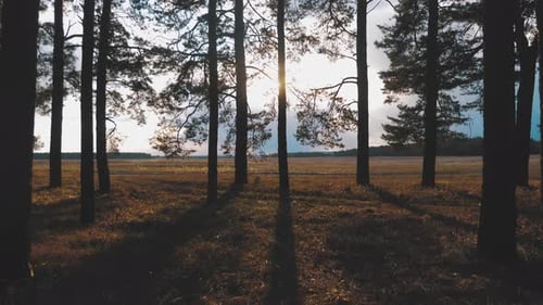 Fantastic Landscape Sun in the Wood Between the Pine Trees.