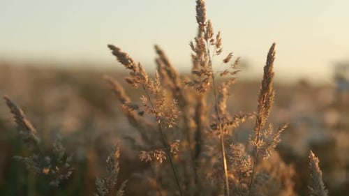 Golden Grass Swaying in Field at Sunset