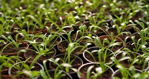 Potted Plants Growing in Greenhouse Agriculture