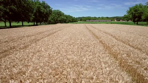 Aerial View of Golden Wheat Field in Countryside