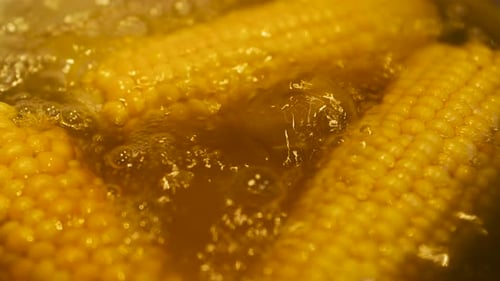 Corn on the Cob Boiling in Water Close-Up