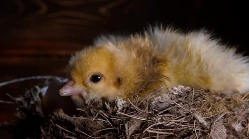 Fluffy Chick Resting in Nest After Hatching