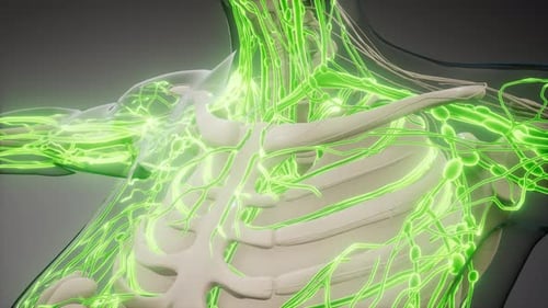 Blood Vessels of Human Body