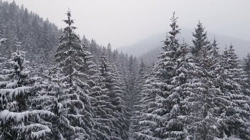 Winter Forest Snow Carpathian Pine Trees Landscape Aerial Drone Video