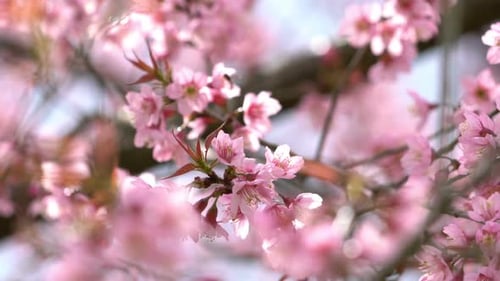 Pink Blossoms Blooming on Tree Branch in Spring