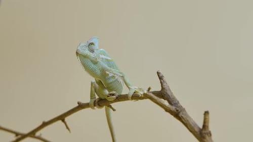 Un caméléon coloré est assis sur une branche et regarde autour de lui sur fond beige