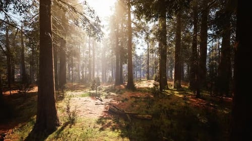 Sunshine Forest