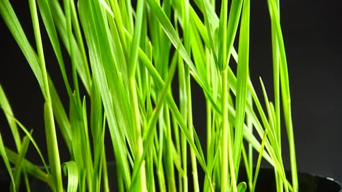 Bright Green Grass Sprouts on Black Background
