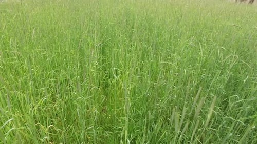 Rye