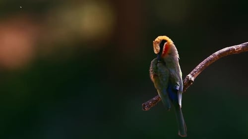 White fronted Bee eater in Kruger National park, South Africa ; Specie
