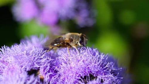 Bee Pollinating Purple Flower in Sunny Garden
