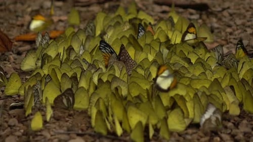 Butterflies