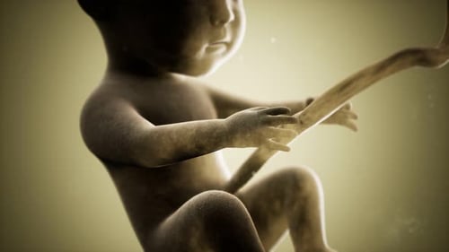 Animation médicale 3D d'un foetus humain