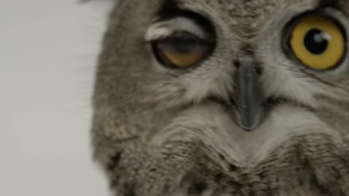 Extreme close up eagle owl eye blink