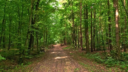Summer forest and leafy footpath in Poland