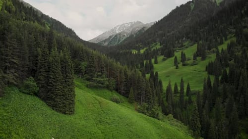 Aerial Drone Shot of Green Mountain Forest and River in Kazakhstan