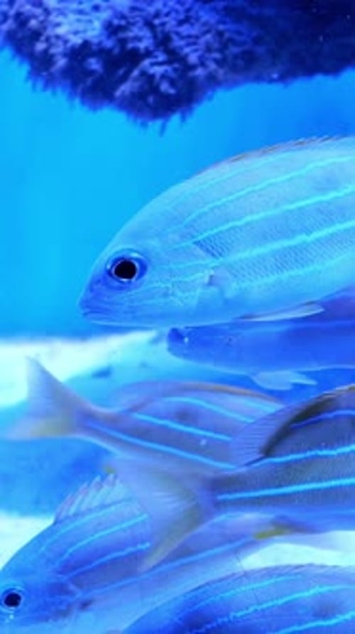 Big Aquarium with Uneven Multicolored Lighting Wherein Swimming Different Exotic Fishes