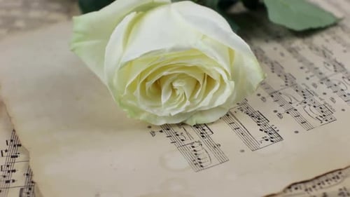 White Rose Lying on Vintage Sheet Music