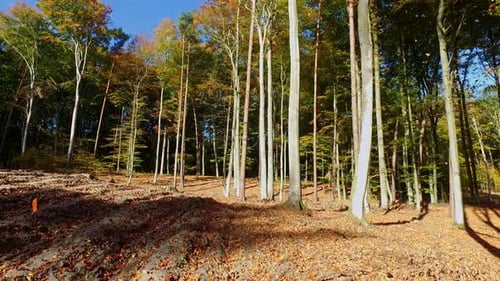 Falling leaves on a sunny day in an autumn forest, Poland