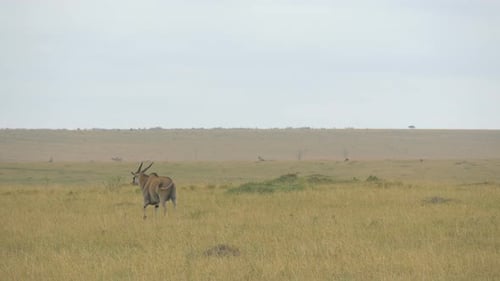 Gemeines Eland-Gehen