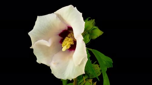 Weiße Hibiskusblüte blüht