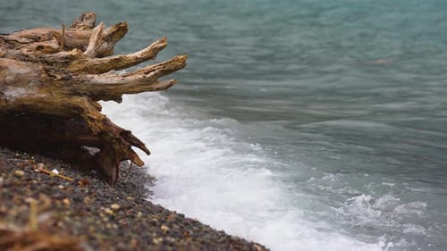 Olas chocando contra el tronco de un árbol muerto a lo largo de la orilla del mar Dispositivo portátil en cámara lenta 4k