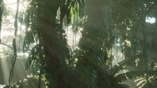 Deep Tropical Jungle Rainforest in Fog