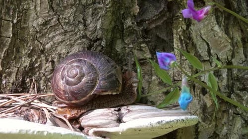 Big Snail in Shell Crawling in Forest Closeup