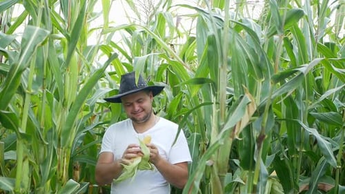 Happy farmer in corn field, corn cobs in the hands of field owner