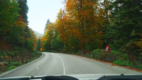 Drive a Car in the Forest - 2K