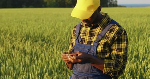 The Farmer Inspects the Harvest in the Wheat Field