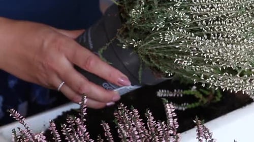 Woman Planting Heather in a Planter