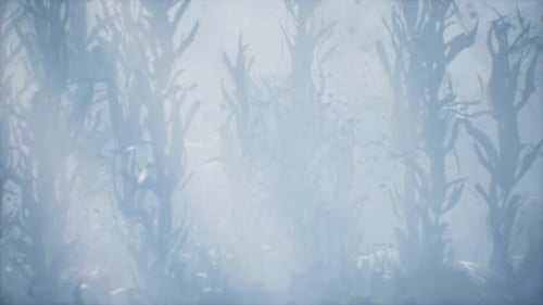 Underwater Grass Forest of Seaweed