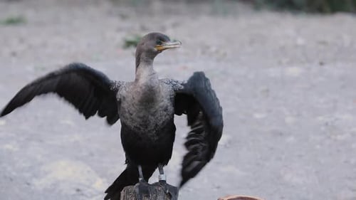 Cormorant Spreading Wings on Stump in Nature