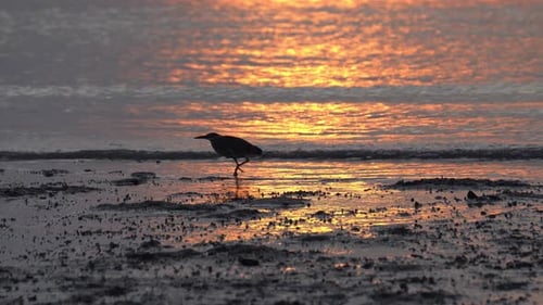 Paseo de aves con forma de garza en silueta en una costa