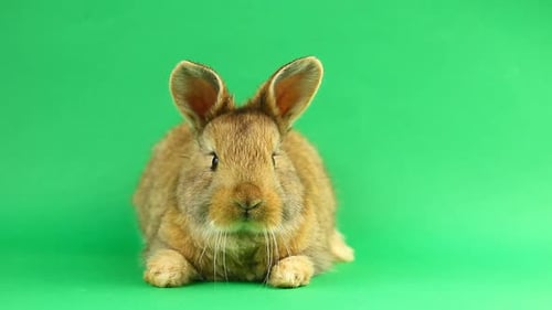 Brown Cute Fluffy Brown Rabbit Sits on a Green Background and Wiggles His Ears and Nose