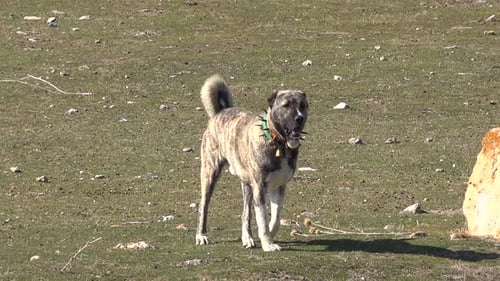 Schäferhund im Plateau