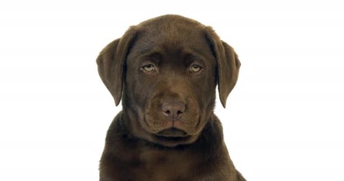 Brown Labrador Retriever, Portrait of Puppy on White Background, Normandy, Slow Motion 4K