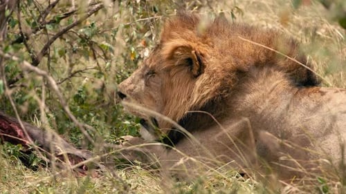 Magnificent Lion Resting in Natural Habitat