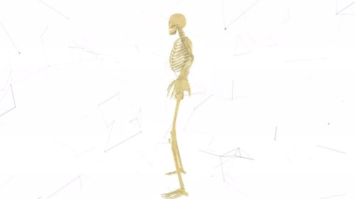 3D Rotating Human Skeleton Medical Anatomy Model