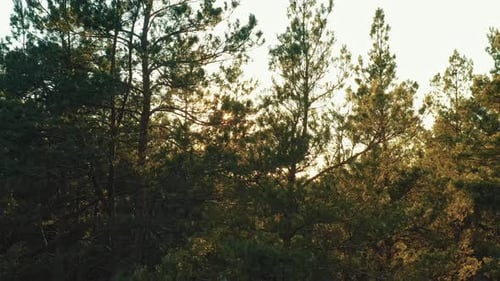 Aerial View Of Green Pine Coniferous Forest In Landscape During Sunset In Spring