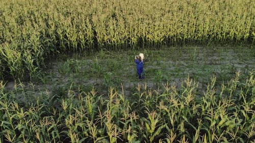 Person Standing in a Rural Corn Field