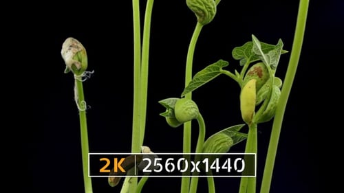 Plant Growing (2K)