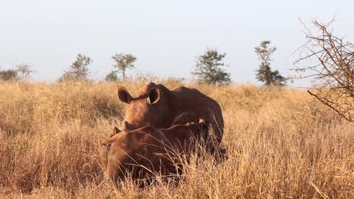 Erwachsenes Weißes Nashorn und ihr Kalb im hohen goldenen Savannengras