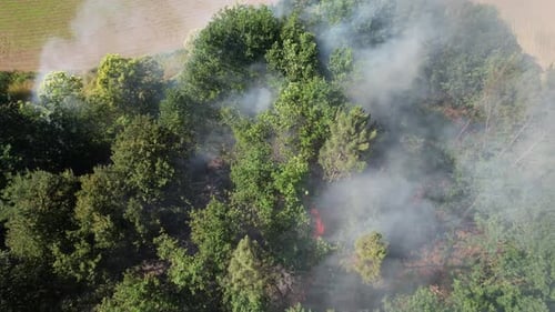 Deforestation. Forest Fire